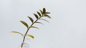 Preview wallpaper branch, leaves, vase, table