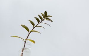 Preview wallpaper branch, leaves, vase, table