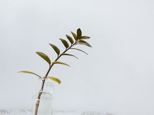 Preview wallpaper branch, leaves, vase, table