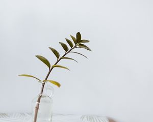 Preview wallpaper branch, leaves, vase, table