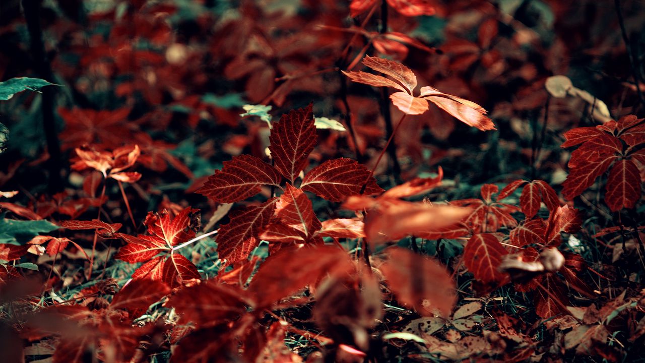 Wallpaper branch, leaves, veins, grass, red