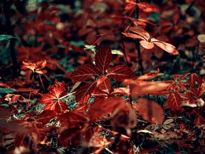 Preview wallpaper branch, leaves, veins, grass, red