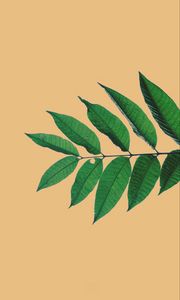 Preview wallpaper branch, leaves, veins, beige