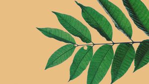 Preview wallpaper branch, leaves, veins, beige