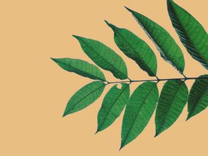 Preview wallpaper branch, leaves, veins, beige