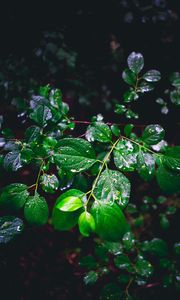 Preview wallpaper branch, leaves, wet, green, macro