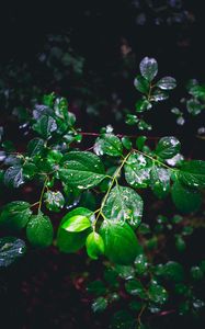 Preview wallpaper branch, leaves, wet, green, macro