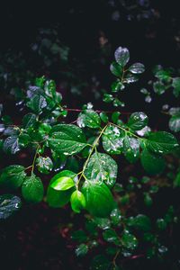 Preview wallpaper branch, leaves, wet, green, macro