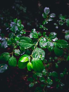 Preview wallpaper branch, leaves, wet, green, macro