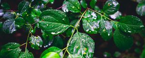 Preview wallpaper branch, leaves, wet, green, macro