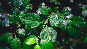 Preview wallpaper branch, leaves, wet, green, macro