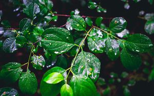 Preview wallpaper branch, leaves, wet, green, macro