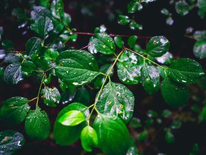 Preview wallpaper branch, leaves, wet, green, macro