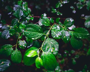 Preview wallpaper branch, leaves, wet, green, macro