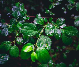Preview wallpaper branch, leaves, wet, green, macro