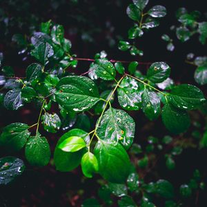 Preview wallpaper branch, leaves, wet, green, macro