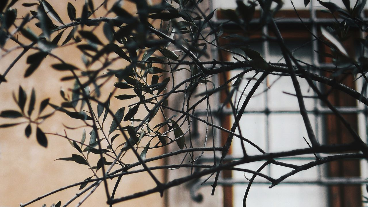 Wallpaper branch, leaves, window, wall, lattice