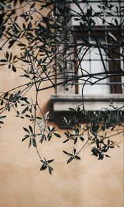 Preview wallpaper branch, leaves, window, wall, lattice