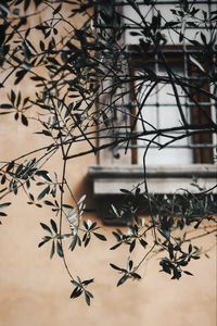 Preview wallpaper branch, leaves, window, wall, lattice