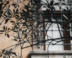 Preview wallpaper branch, leaves, window, wall, lattice