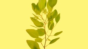 Preview wallpaper branch, leaves, yellow