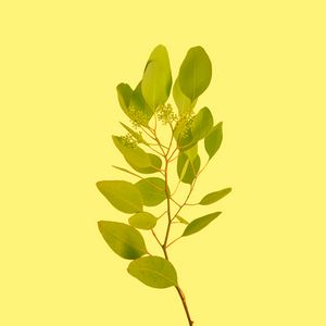 Preview wallpaper branch, leaves, yellow