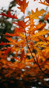 Preview wallpaper branch, leaves, yellow, plant, autumn