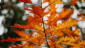Preview wallpaper branch, leaves, yellow, plant, autumn