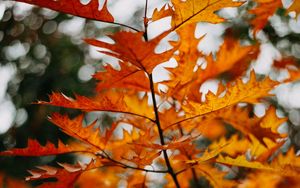 Preview wallpaper branch, leaves, yellow, plant, autumn