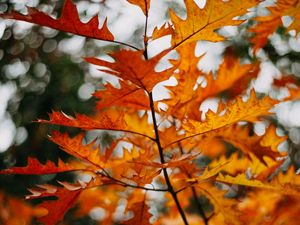 Preview wallpaper branch, leaves, yellow, plant, autumn