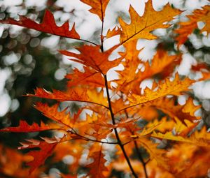 Preview wallpaper branch, leaves, yellow, plant, autumn