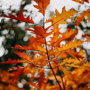 Preview wallpaper branch, leaves, yellow, plant, autumn