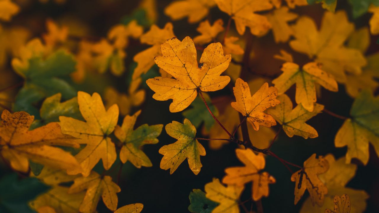 Wallpaper branch, leaves, yellow, autumn
