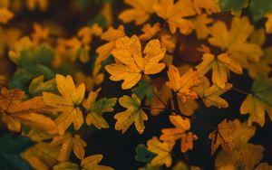 Preview wallpaper branch, leaves, yellow, autumn