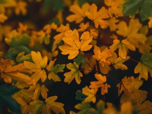 Preview wallpaper branch, leaves, yellow, autumn