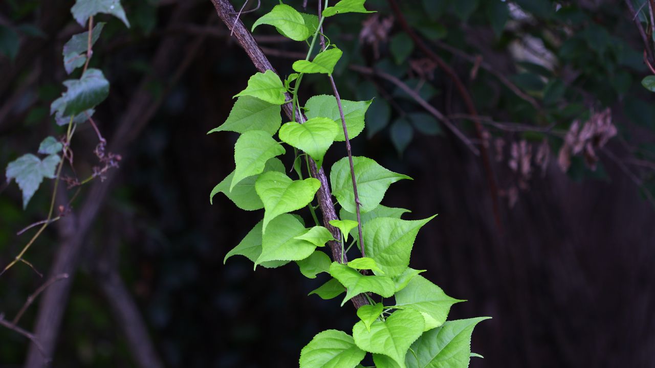 Wallpaper branch, liana, leaves, macro, green