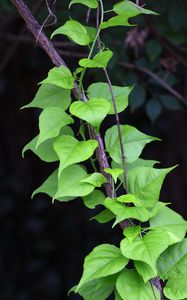 Preview wallpaper branch, liana, leaves, macro, green