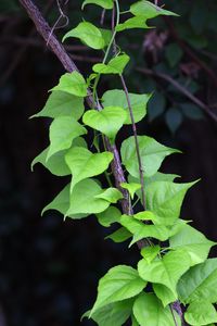 Preview wallpaper branch, liana, leaves, macro, green