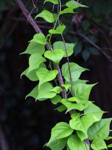 Preview wallpaper branch, liana, leaves, macro, green