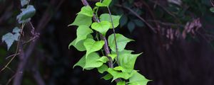 Preview wallpaper branch, liana, leaves, macro, green