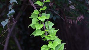 Preview wallpaper branch, liana, leaves, macro, green