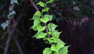 Preview wallpaper branch, liana, leaves, macro, green