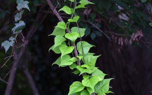 Preview wallpaper branch, liana, leaves, macro, green