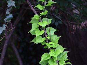 Preview wallpaper branch, liana, leaves, macro, green