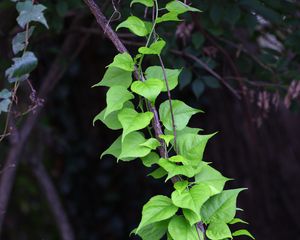 Preview wallpaper branch, liana, leaves, macro, green