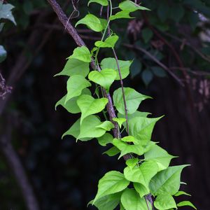 Preview wallpaper branch, liana, leaves, macro, green