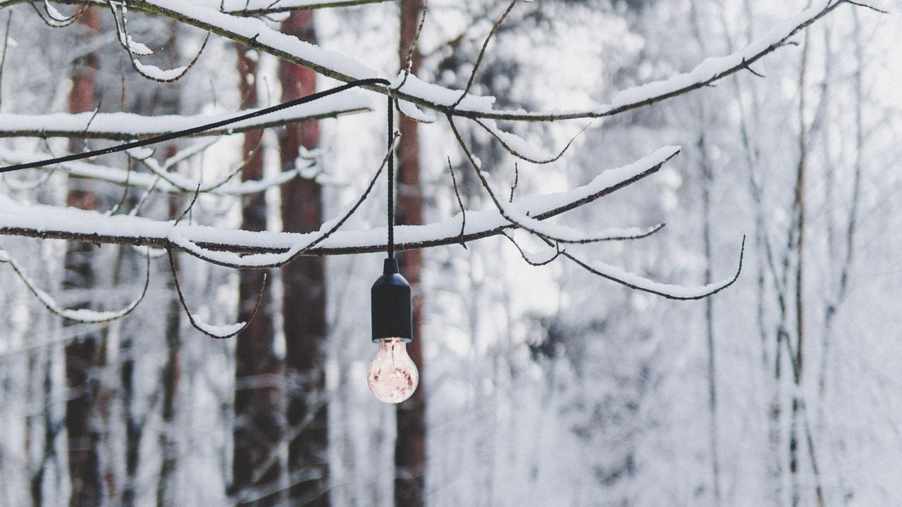 Wallpaper branch, light bulb, forest, snow, winter