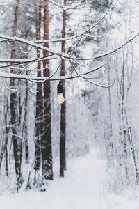Preview wallpaper branch, light bulb, forest, snow, winter