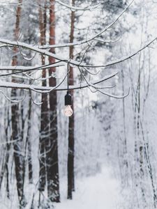 Preview wallpaper branch, light bulb, forest, snow, winter