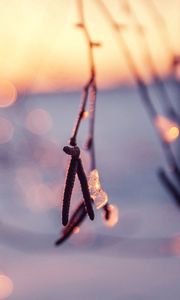 Preview wallpaper branch, light, snow, ice, winter, sunshine